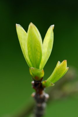 Chionanthus virginicus - bělas viržinský - list jaro
